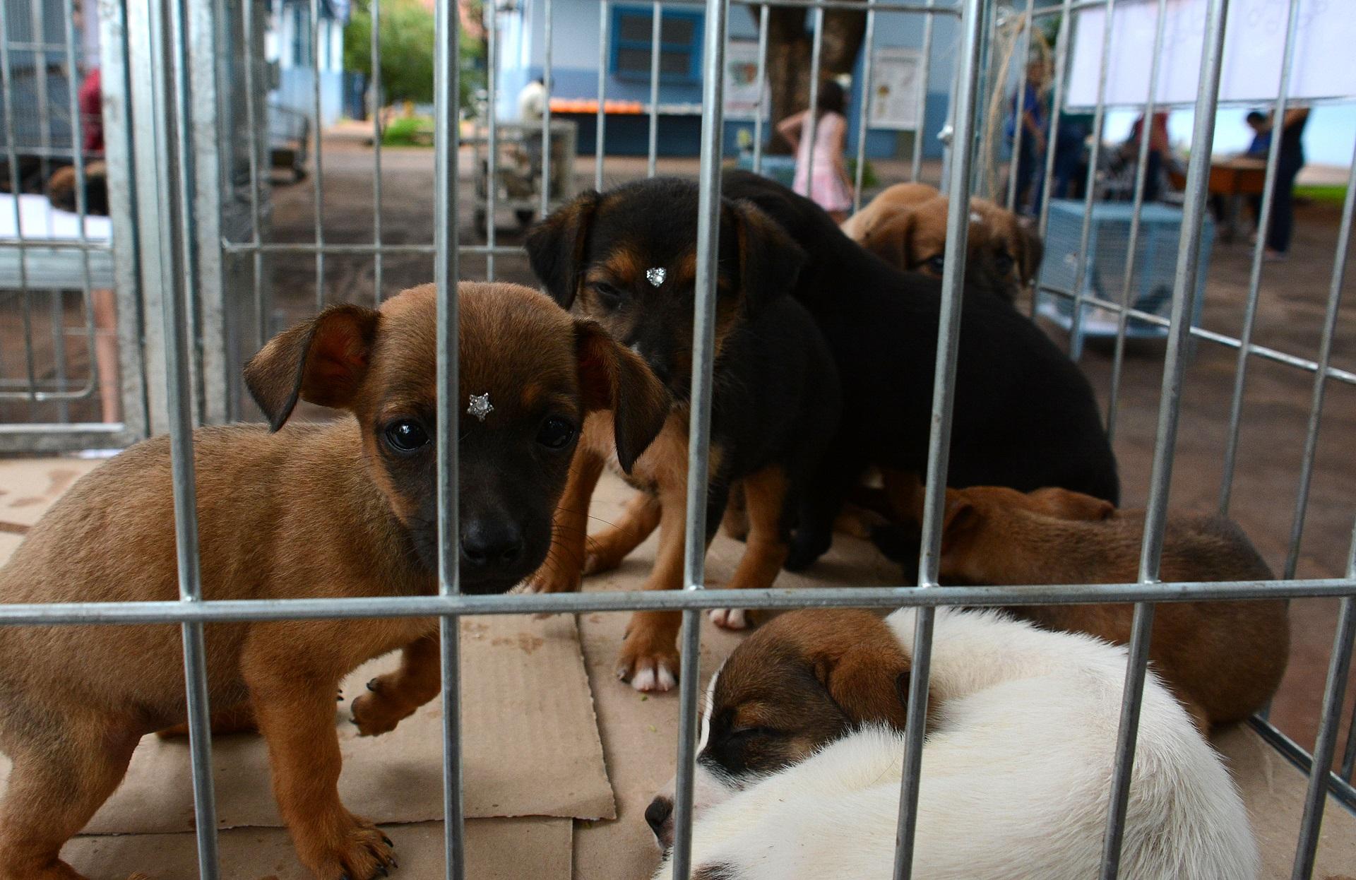Feira terá 60 cães e gatos para adoção neste sábado