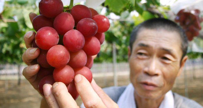 Cacho de uvas é vendido no Japão por 36 mil reais