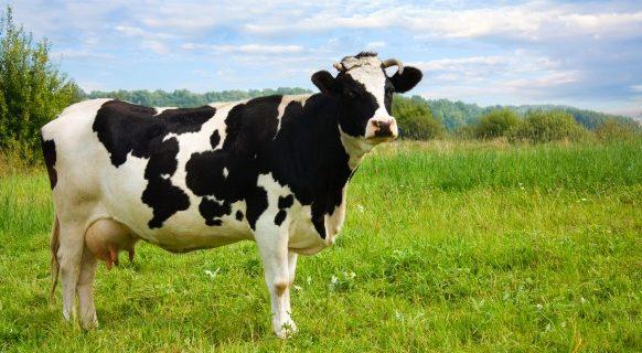 PM mata a tiros vaca que atacou pessoas em estrada rural