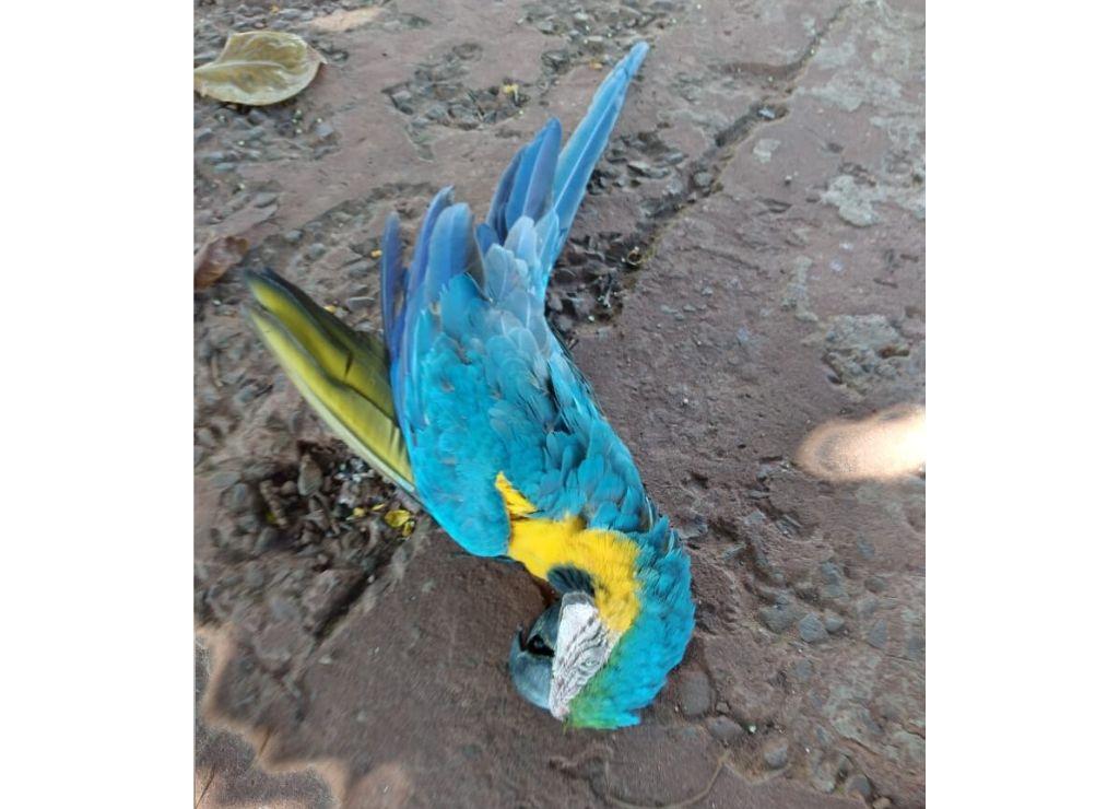 Arara morre eletrocutada em fio de alta tensão