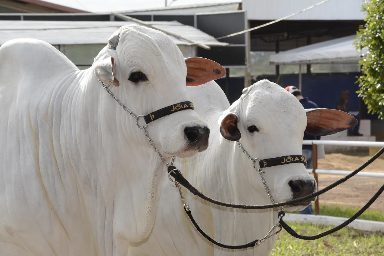 45ª Expobel começa na sexta-feira e Parque de Exposições está pronto para receber o público