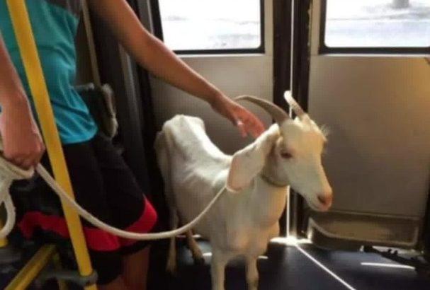 Bode é flagrado dentro de ônibus do BRT no RJ