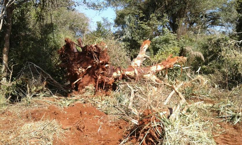 Campo-grandense é multado em R$ 20 mil por desmatamento ilegal