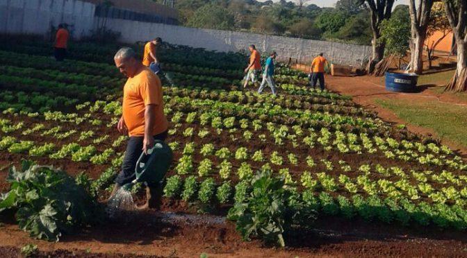 Detentos de Ponta Porã cultivam horta que ajuda instituições
