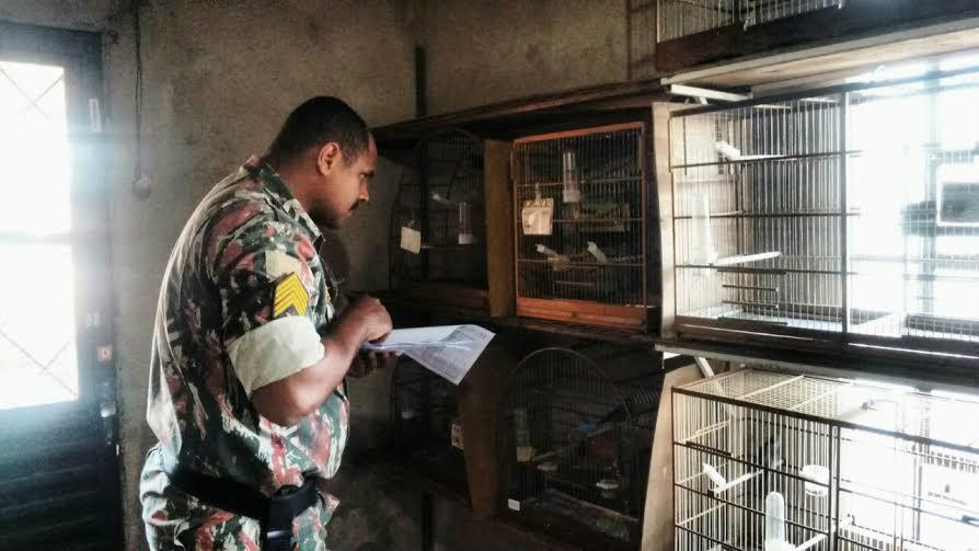 Mais dois criadores de pássaros são autuados por plantel irregular