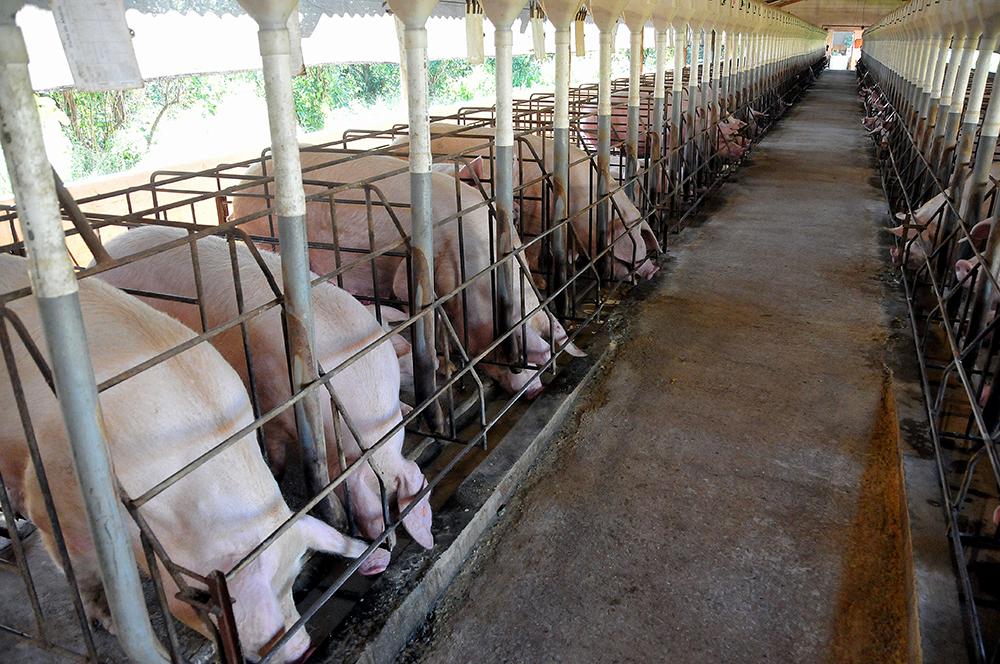 Consumo de carne suína cresce e abates aumentam 17% em MS