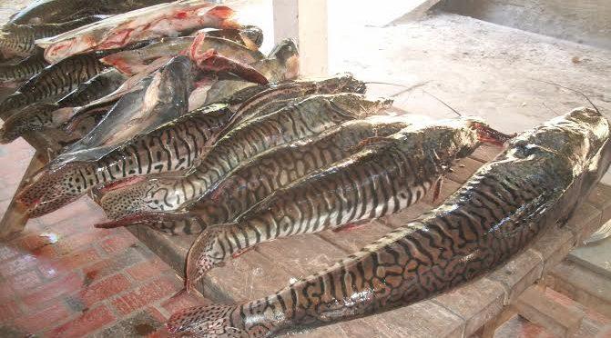 Comandante de embarcação é flagrado com pescado ilegal no Pantanal
