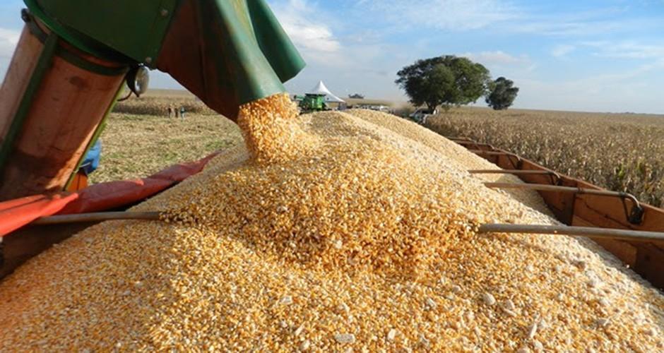 Produtividade do Milho cai no Mato Grosso do Sul
