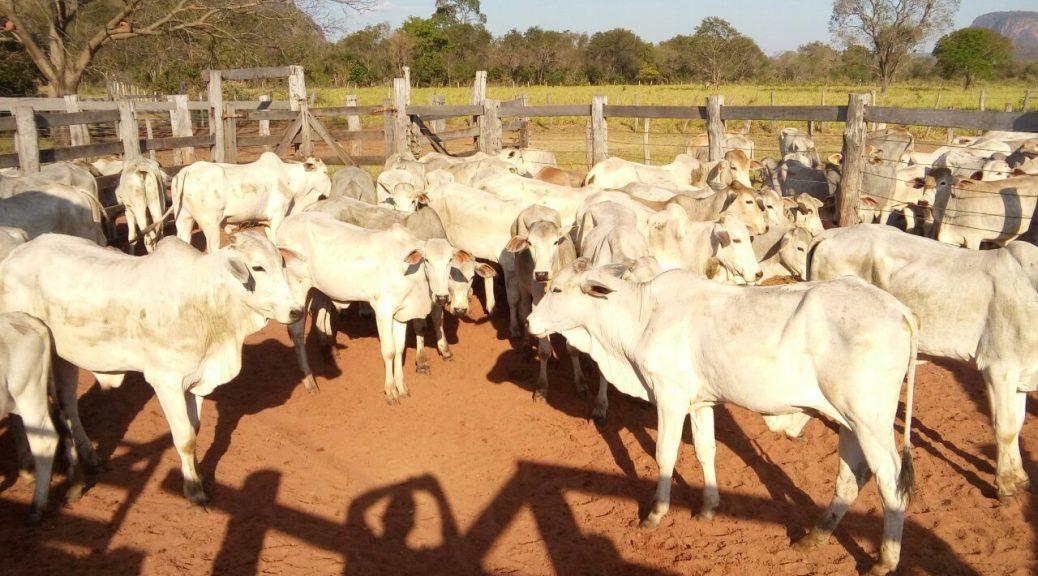 Governo realiza leilão de 87 bovinos distribuídos em quatro lotes