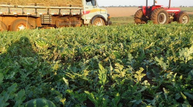 Agricultura familiar movimenta R$ 224 milhões na economia de Mato Grosso do Sul