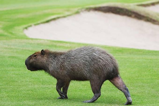 Jogando em casa, Capivaras ignoram o golfe olímpico