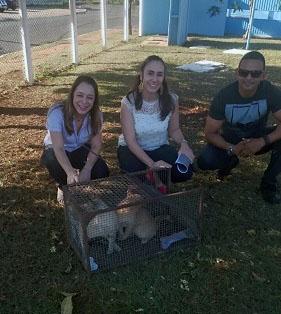 Projeto busca controle humanizado de gatos em presídios da capital