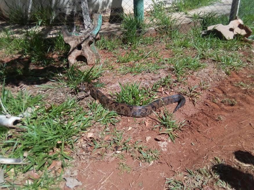 Polícia captura jiboia de dois metros em estacionamento