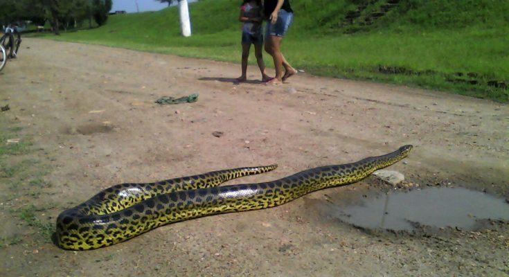 Sucuri de 5 metros aparece próximo a escola em Murtinho