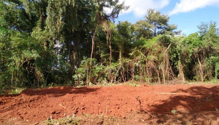 PMA autua fazendeiro em R$ 7 mil por derrubar árvores em área de preservação em Ivinhema
