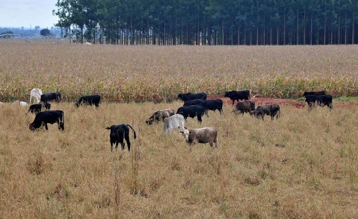 Crédito da indústria pode ser revertido para o agronegócio