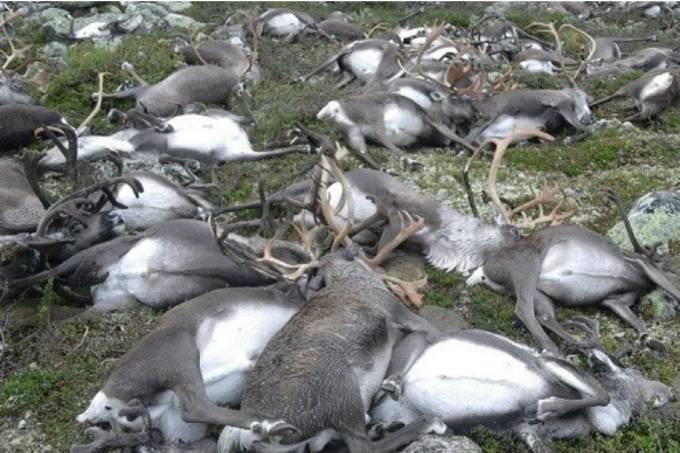 Tempestade elétrica na Noruega mata mais de 300 renas