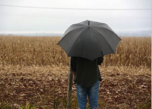 Chuvas favorecem fim da colheita e início da nova safra