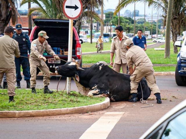 Touro descontrolado invade avenida, ataca 2 pessoas e trecho é interditado