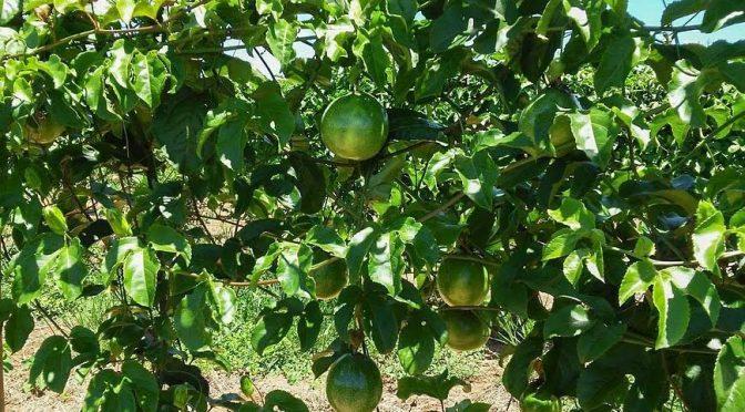 Cepaer alerta técnicos e produtores sobre risco de virose do maracujá