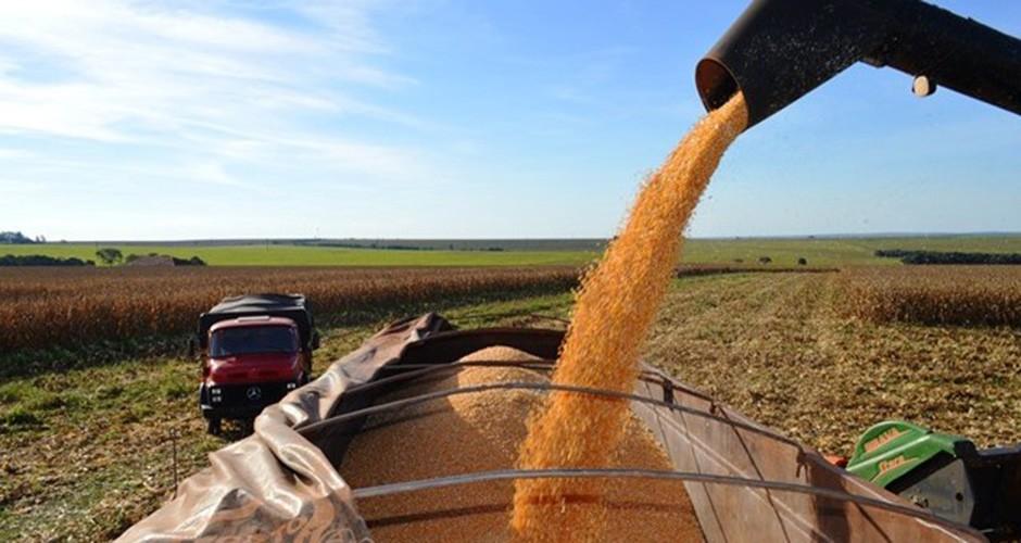 Estado tem queda na colheita do milho safrinha