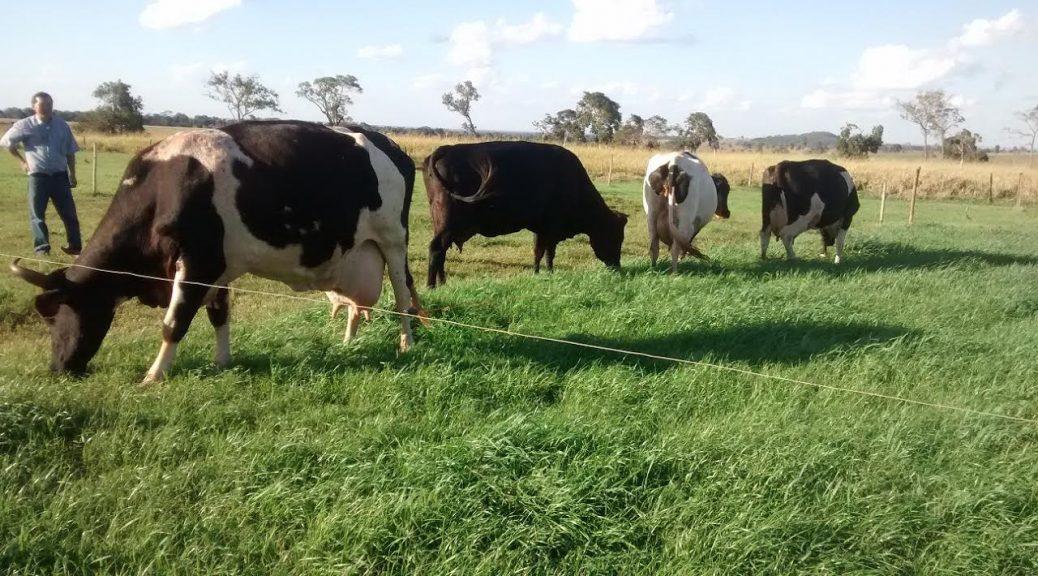 Para driblar entressafra produtor adere técnicas de manejo de pastagem