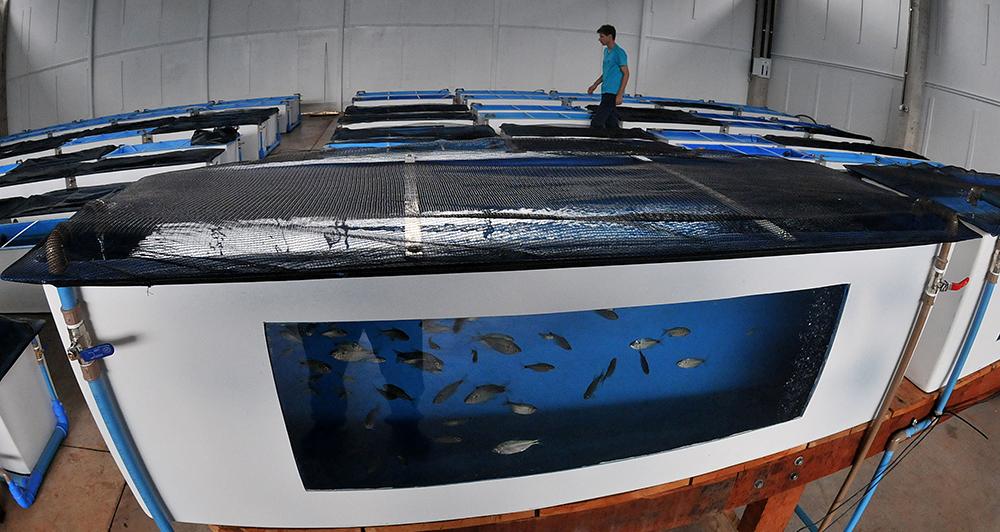 Aumento do nº de peixes não recupera perdas do Aquário
