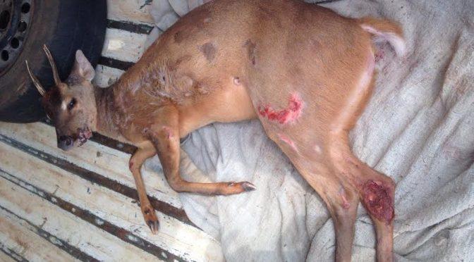 Polícia Ambiental resgata animal silvestre atropelado em rodovia