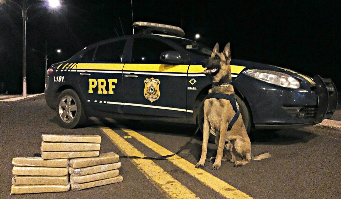 Cão farejador 'dedura' adolescente com maconha em mala