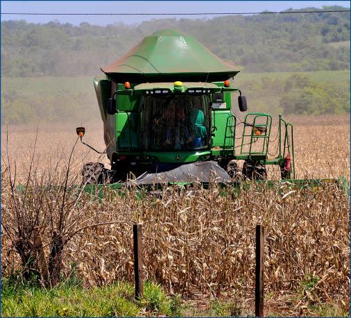 Preço do milho cai 40% na conclusão da safrinha no estado
