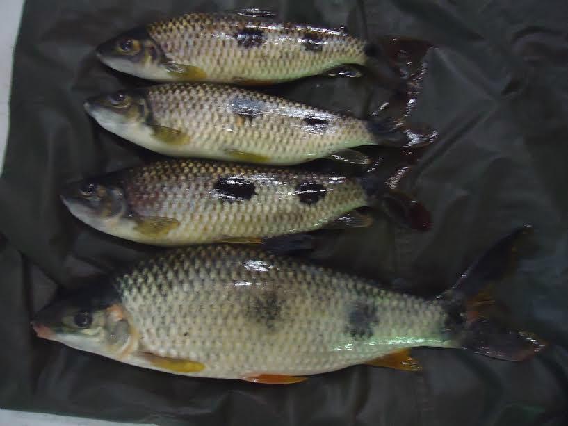 Homem é autuado por pesca ilegal e transporte irregular de pescado