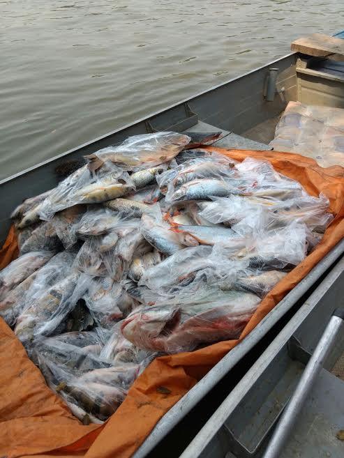 Pescadores são detidos com 413 kg de peixes e armas
