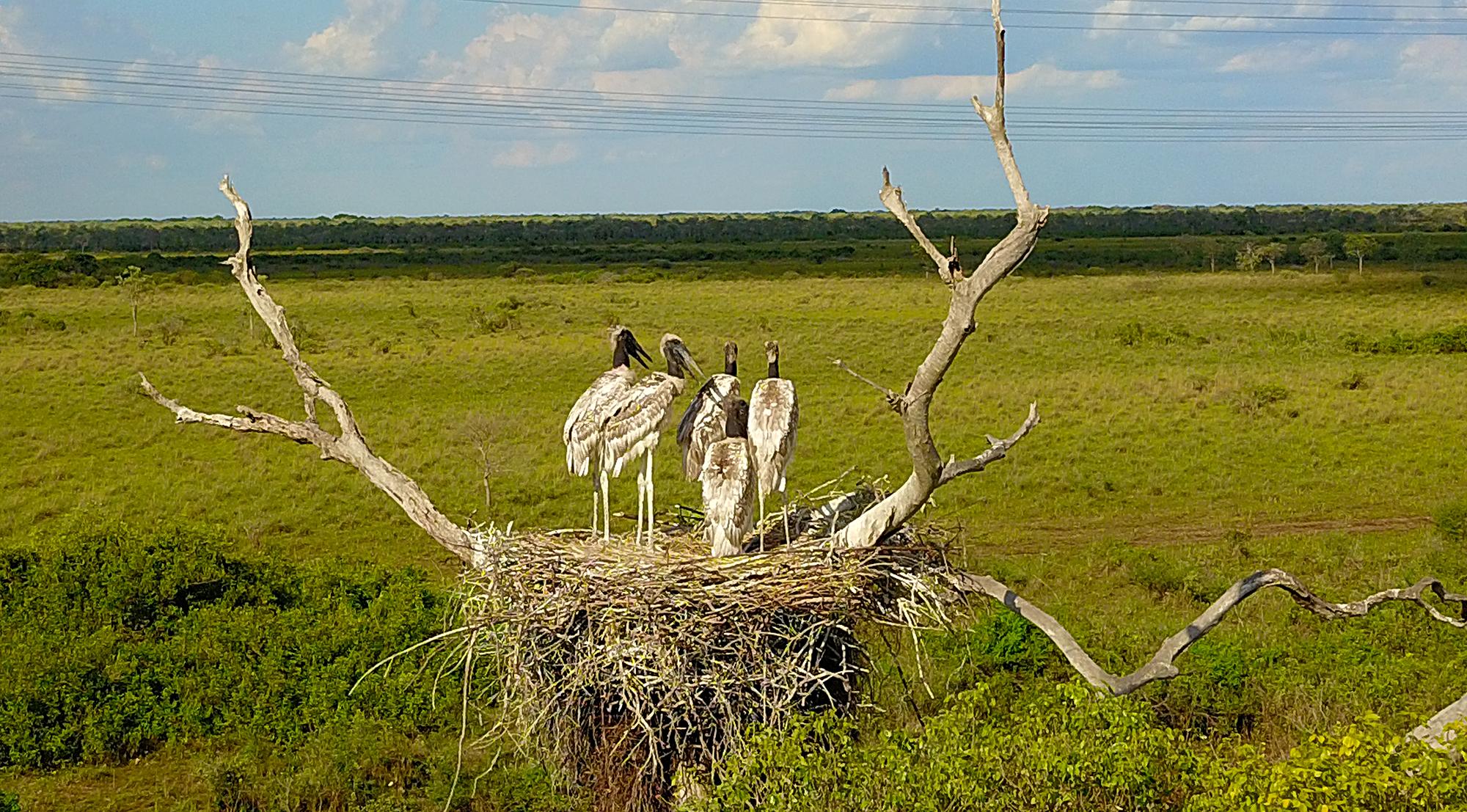Terça de tempo parcialmente nublado e calor de 38°C