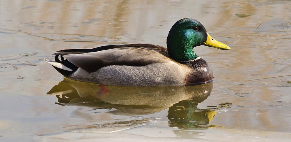 Ladrão furta patos de raça avaliados em R$ 800 em Aparecida do Taboado