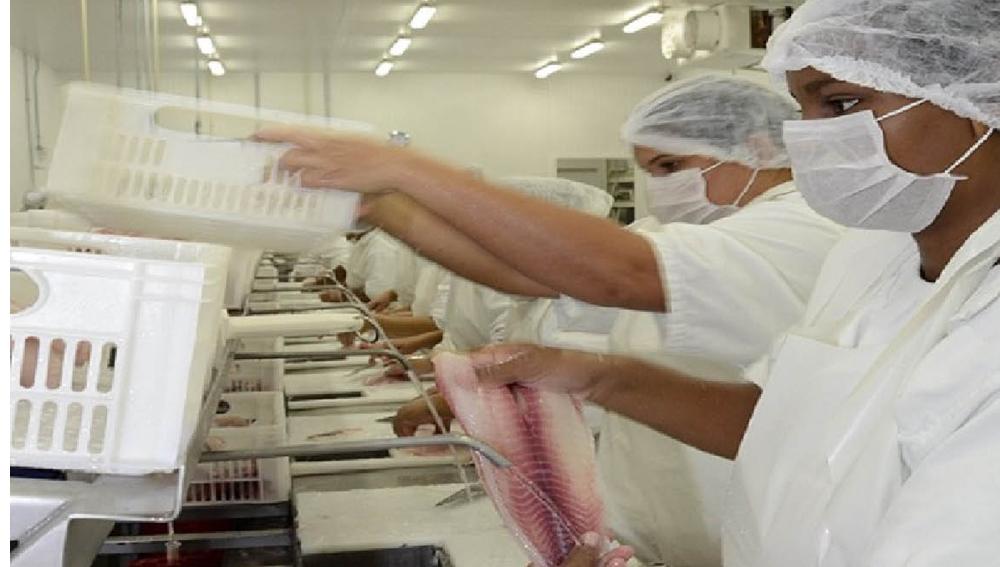Bolsão caminha para se tornar polo da piscicultura no Estado