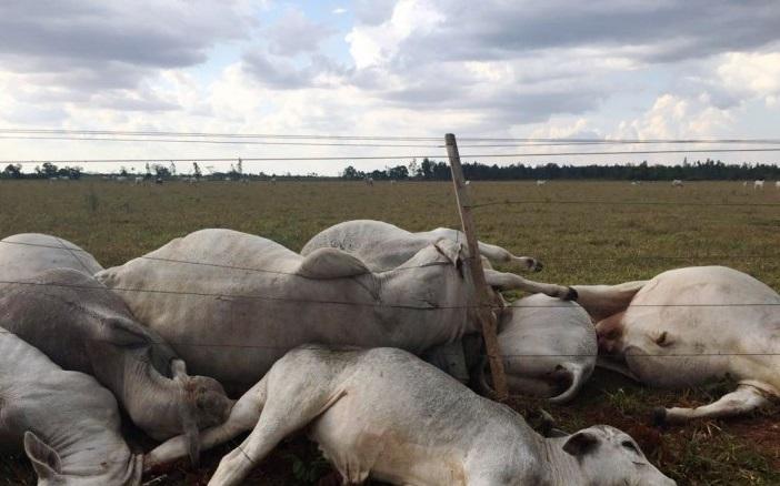 Temporal mata gado e deixa parte de cidade sem energia
