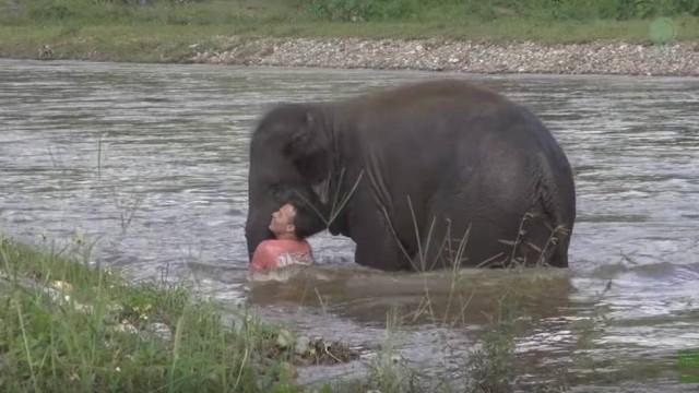 Filhote de elefante corre para salvar treinador