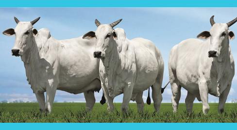 Governo inicia treinamento para técnicos do Precoce MS