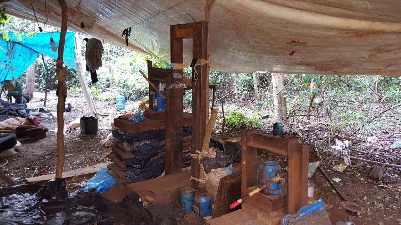 Polícia destrói estrutura para produção de maconha