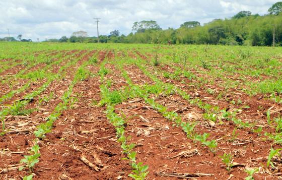 Soja deve ter renda 2,5% maior e atingir R$ 8,8 bi em MS