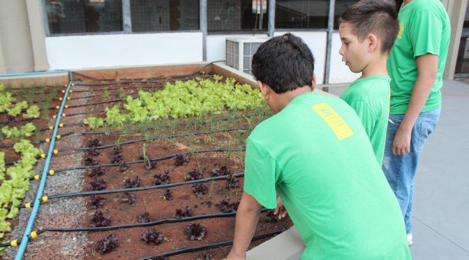 Sectei inaugura horta permanente no térreo do Memorial da Cultura Apolônio de Carvalho
