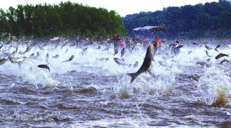 Três rios de MS iniciam o período de piracema nesta terça-feira