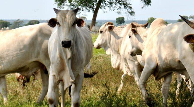 Abertas inscrições para credenciamento do programa de incentivo ao Precoce MS