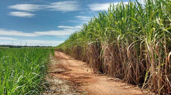 Vinhaça de cana pode virar fertilizante