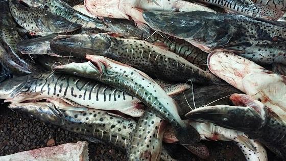 Fiscalização na Pré-piracema tem R$ 1 milhão em multas