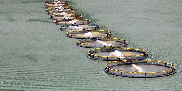 Maior frigorífico de peixes aguarda licença