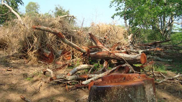 Fazendeiro é multado por derrubada de árvores para exploração de madeira