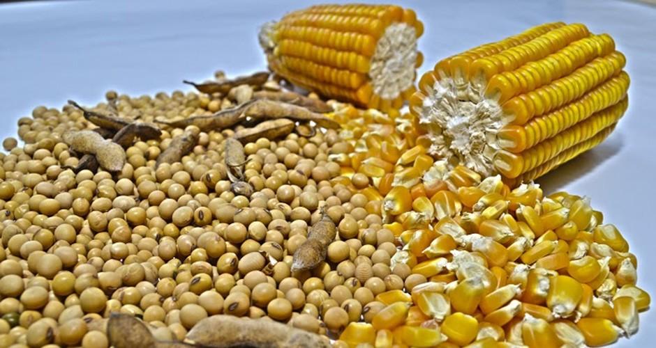 Preço da soja e do milho tem queda em novembro