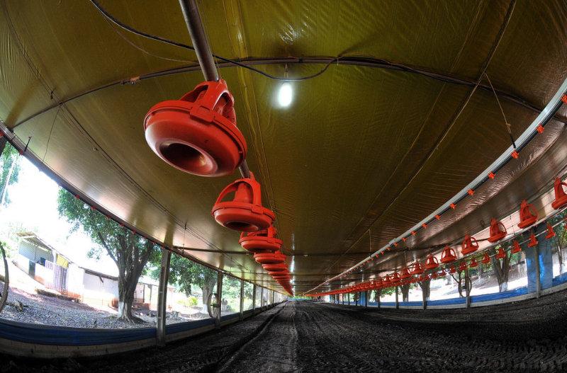 Custo de produção cai 5% para avicultores de estado