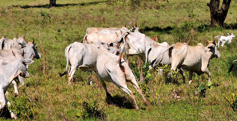 Programa para recuperar pastagens não decola em MS